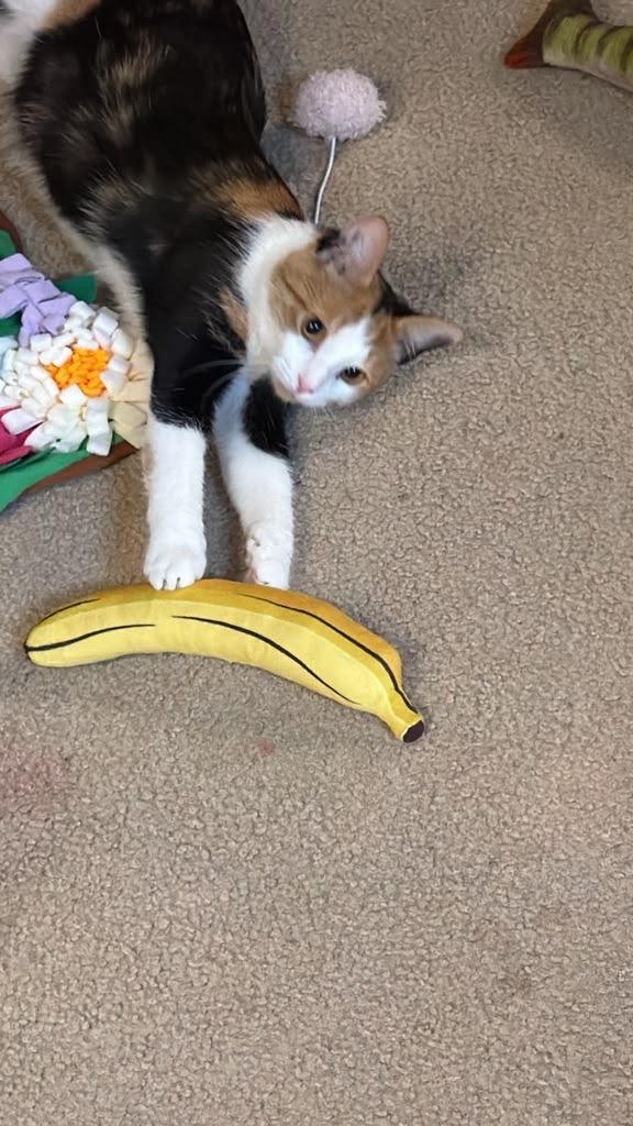 Enlarge Kali, a ADOPTABLE Domestic Short Hair in Succasunna, NJ image 5/5