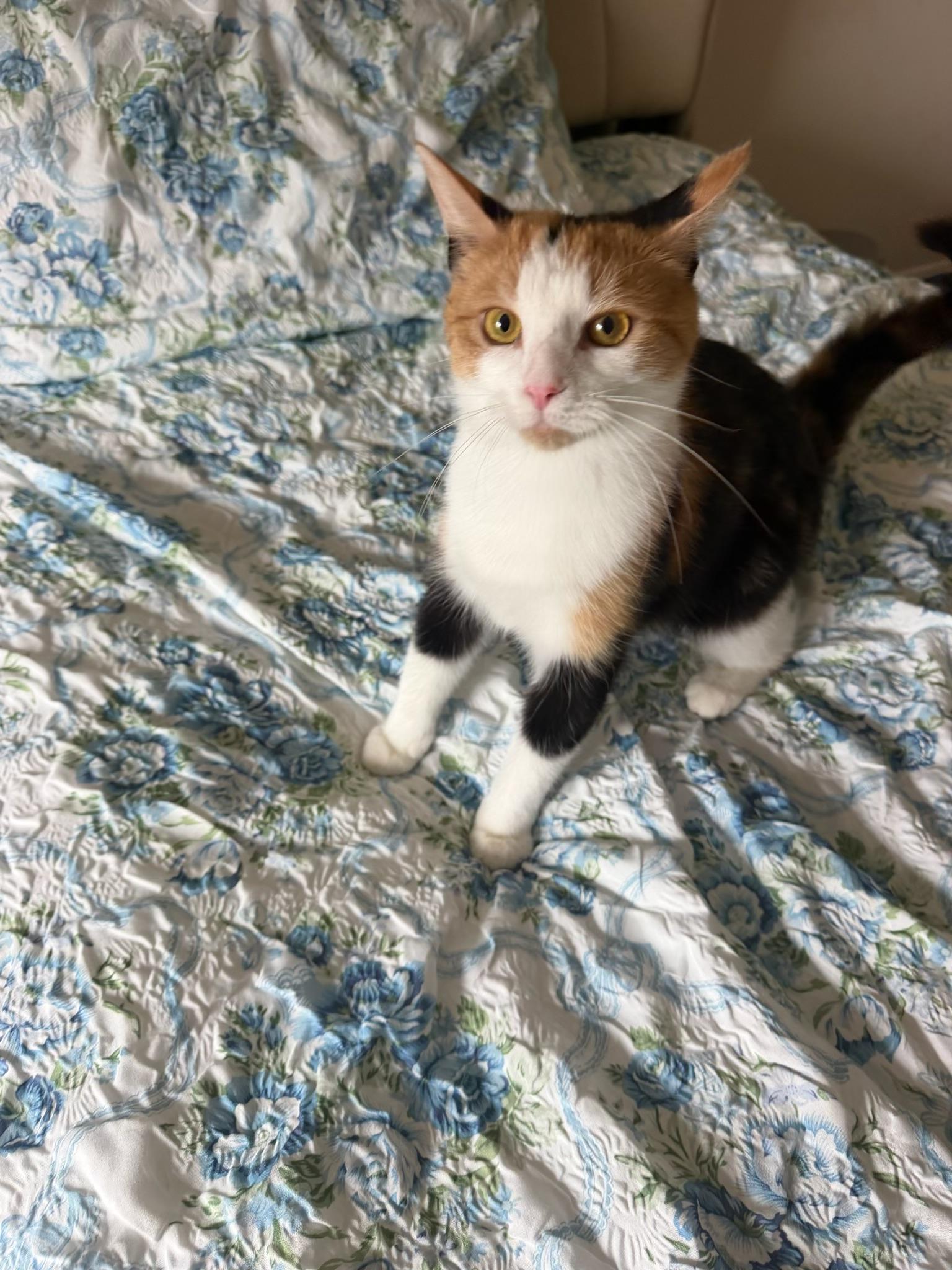 Kali, ADOPTABLE, Young Female Domestic Short Hair.