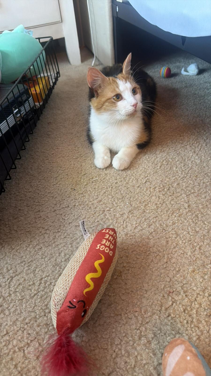 Enlarge Kali, a ADOPTABLE Domestic Short Hair in Succasunna, NJ image 3/5