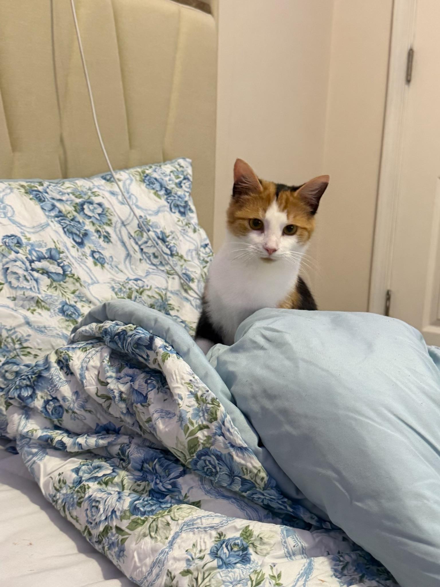 Enlarge Kali, a ADOPTABLE Domestic Short Hair in Succasunna, NJ image 4/5