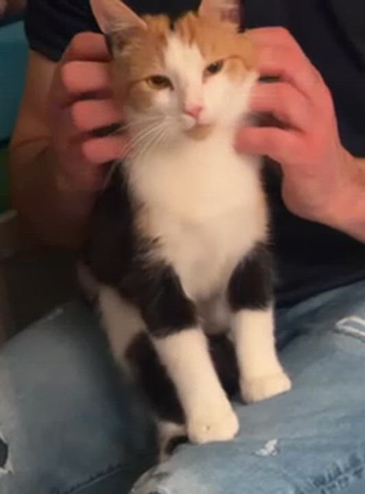 Enlarge Kali, a ADOPTABLE Domestic Short Hair in Succasunna, NJ video 2/5