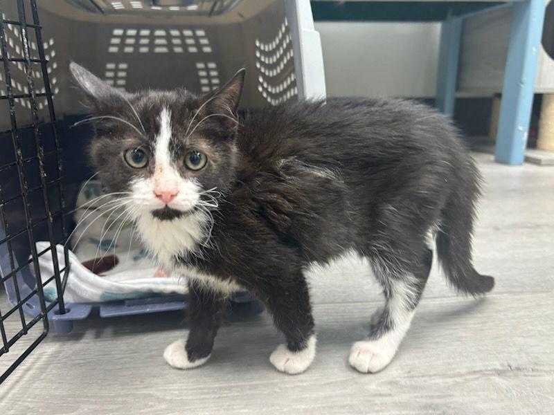 Evermore (LFS), Adoptable, Kitten Female Tuxedo & Domestic Short Hair.