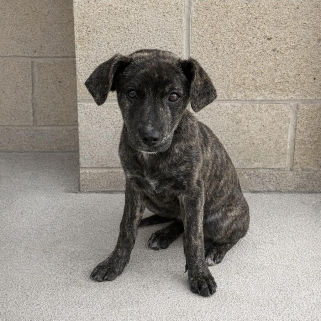 Enlarge Sarah, a Adoptable mixed breed in Brenham, TX image 4/5