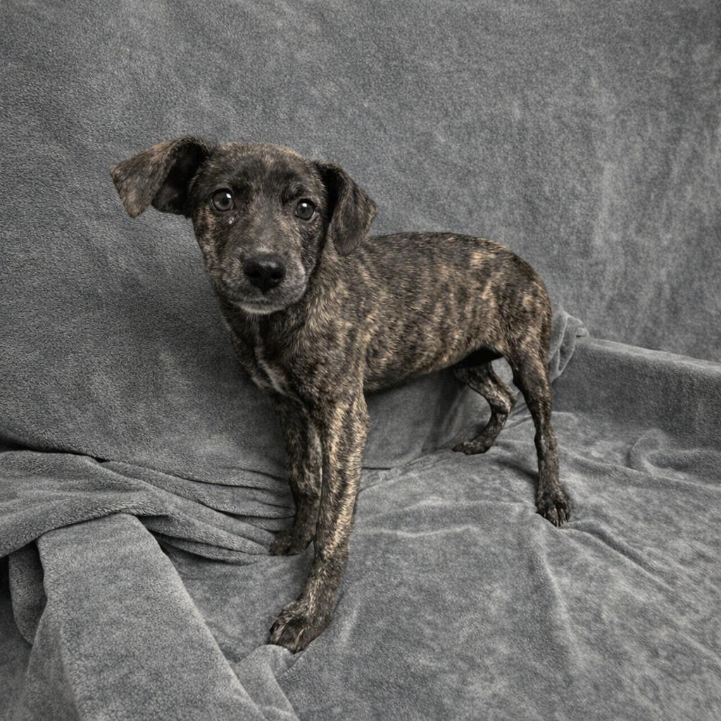 Enlarge Sarah, a Adoptable mixed breed in Brenham, TX image 2/5