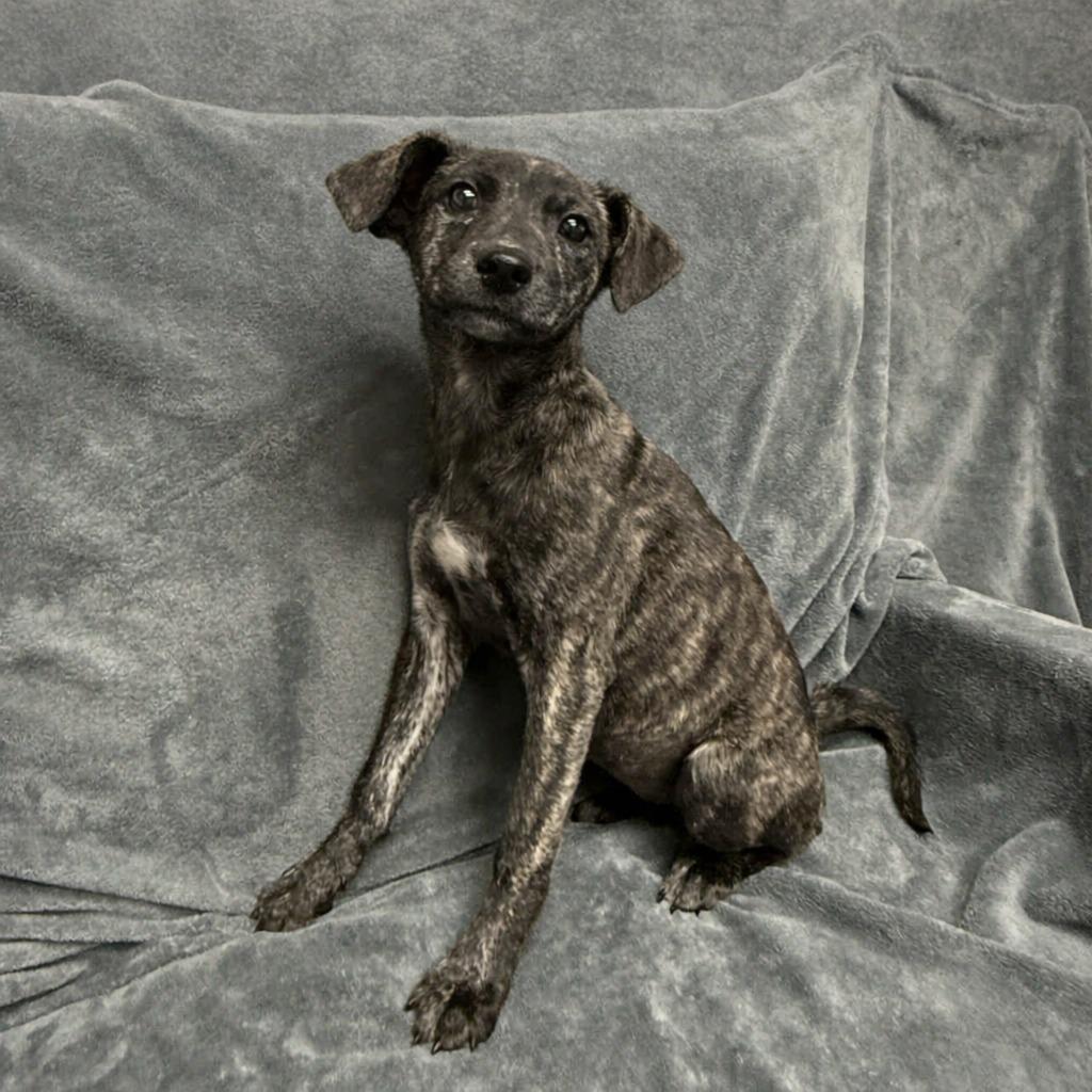 Enlarge Sarah, a Adoptable mixed breed in Brenham, TX image 3/5
