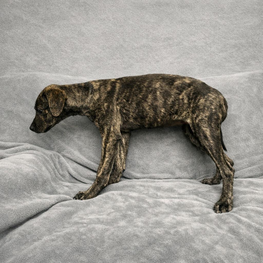 Enlarge Sarah, a Adoptable mixed breed in Brenham, TX image 5/5