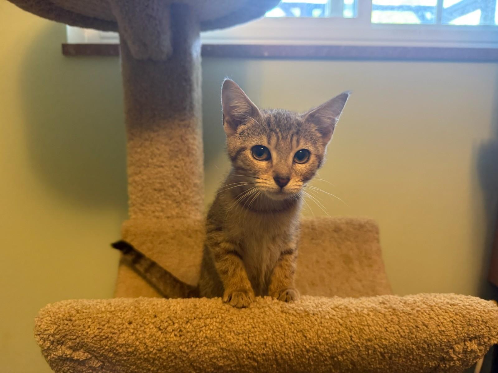 Hortenze, Adopted, Kitten Female Domestic Short Hair.