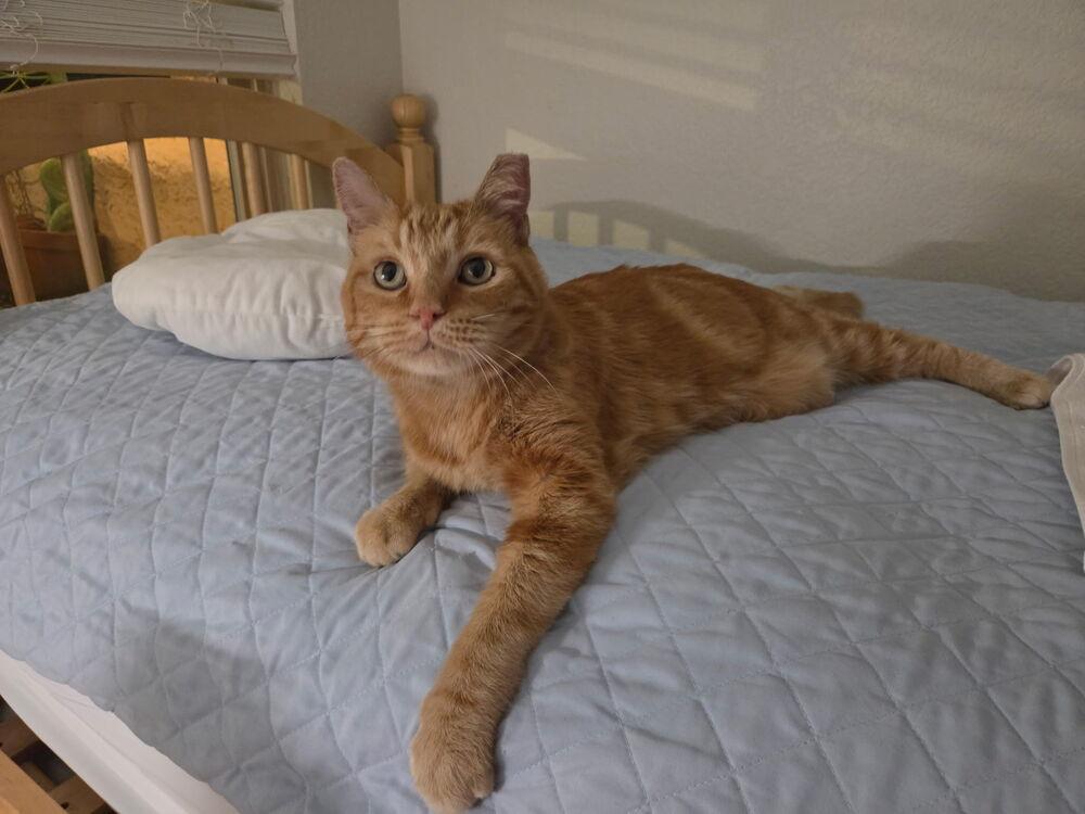 O.J., Adoptable, Adult Male Domestic Medium Hair.