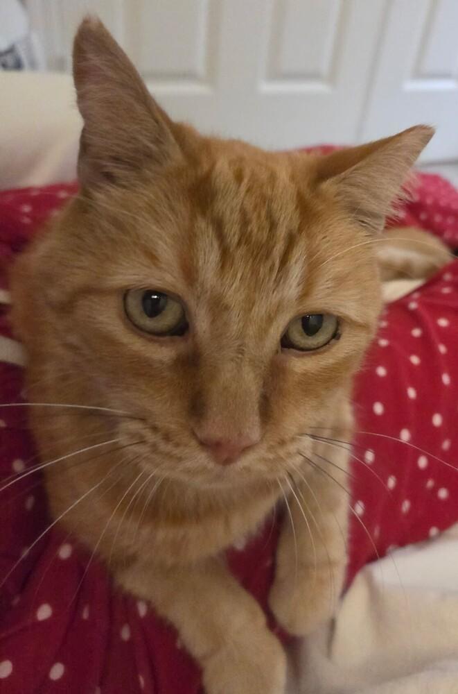Enlarge O.J., a Adoptable mixed breed in Tucson, AZ image 2/6