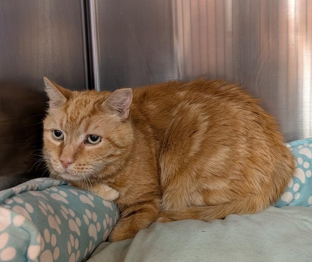 Enlarge O.J., a Adoptable mixed breed in Tucson, AZ image 3/6