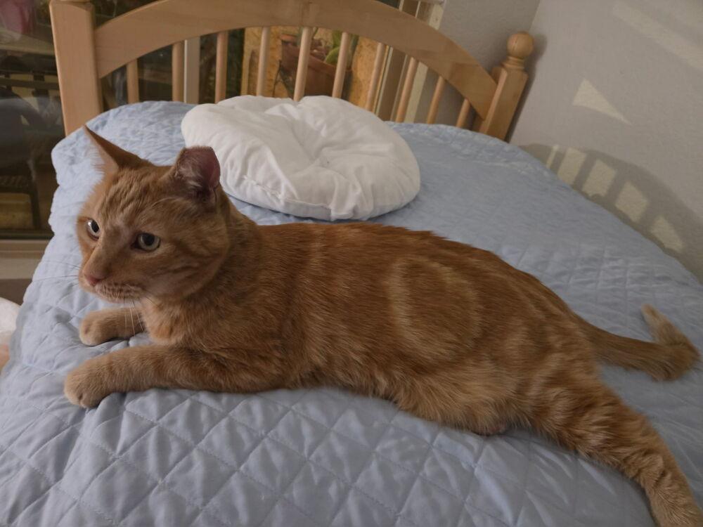 Enlarge O.J., a Adoptable mixed breed in Tucson, AZ image 6/6