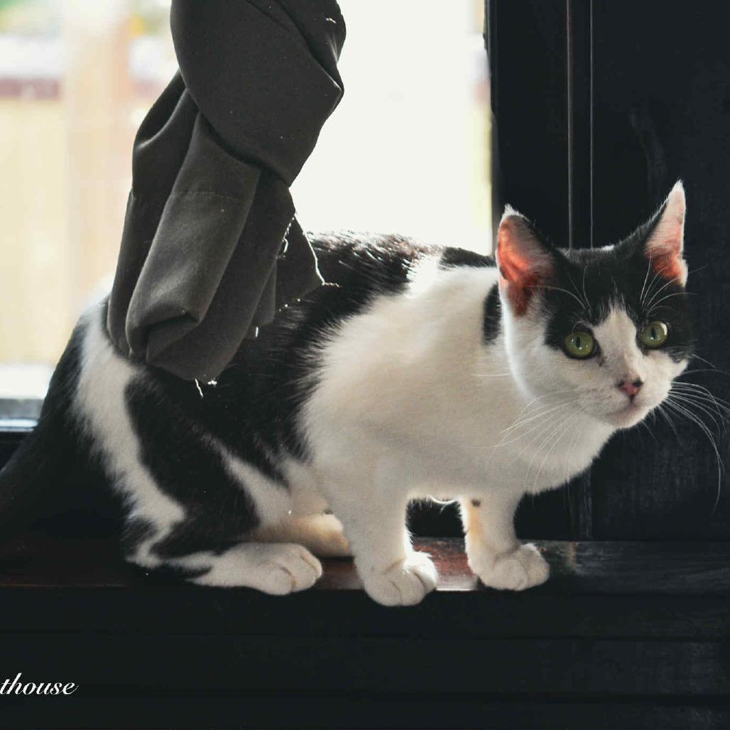 Miriam, Adoptable, Young Female American Shorthair.