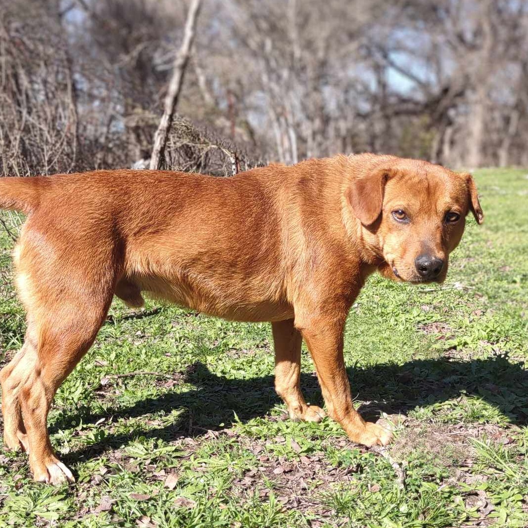 Enlarge Anakin, a Adoptable mixed breed in Kempner, TX image 2/6