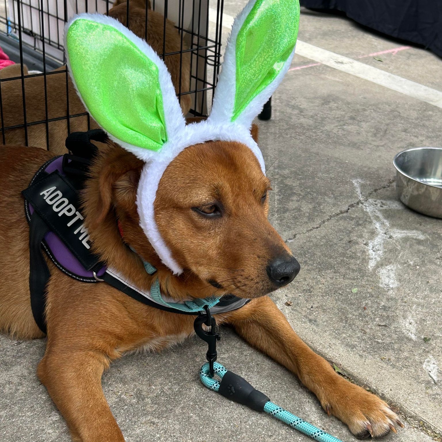 Enlarge Anakin, a Adoptable mixed breed in Kempner, TX image 3/6