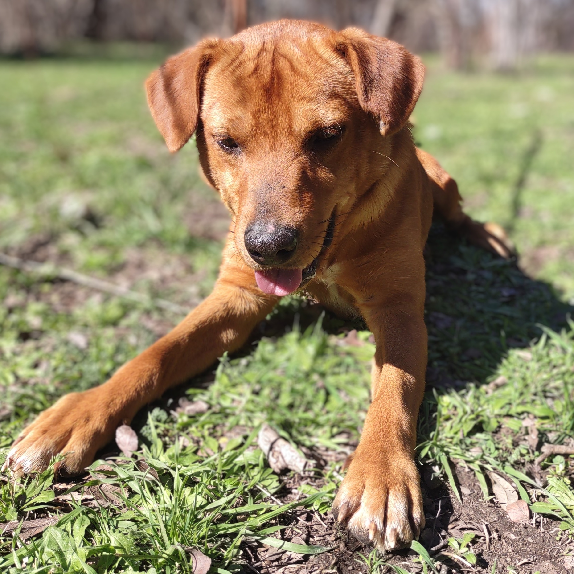 Enlarge Anakin, a Adoptable mixed breed in Kempner, TX image 4/6