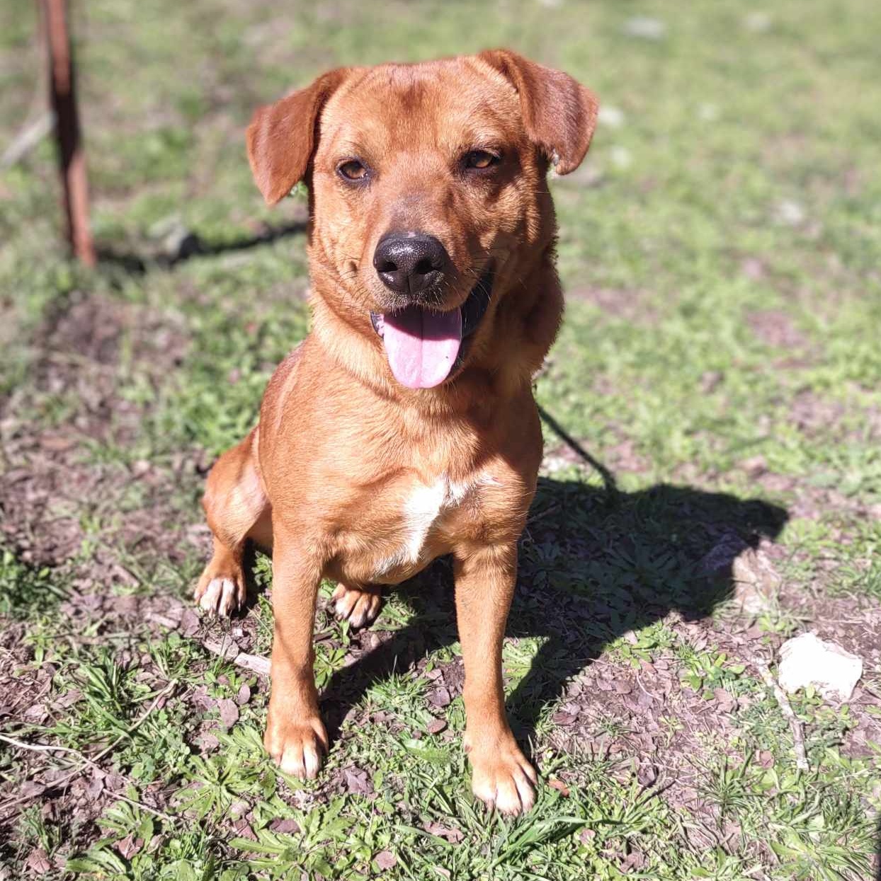 Anakin, an adoptable Cattle Dog in Kempner, TX, 76539 | Photo Image 1