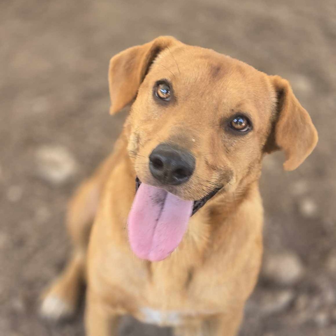 Enlarge Anakin, a Adoptable mixed breed in Kempner, TX image 5/6