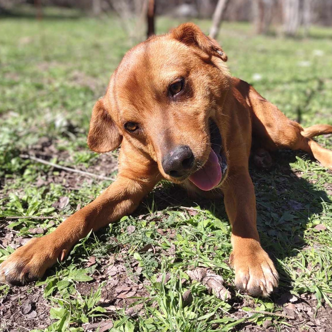 Enlarge Anakin, a Adoptable mixed breed in Kempner, TX image 6/6