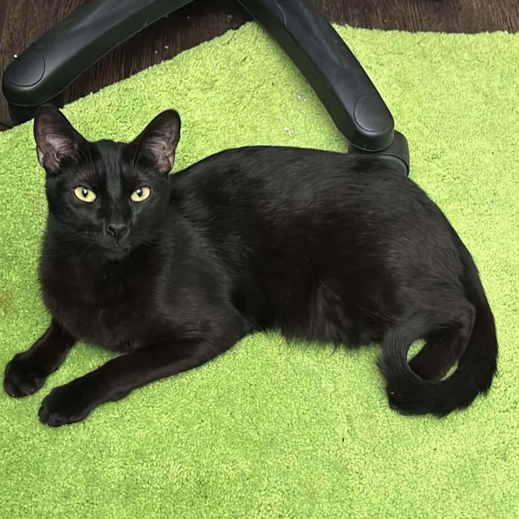 Enlarge Zack, a Adoptable Domestic Short Hair in Brawley, CA image 2/4