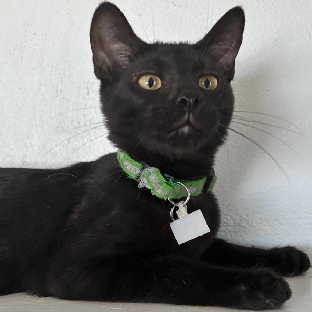 Enlarge Zack, a Adoptable Domestic Short Hair in Brawley, CA image 3/4
