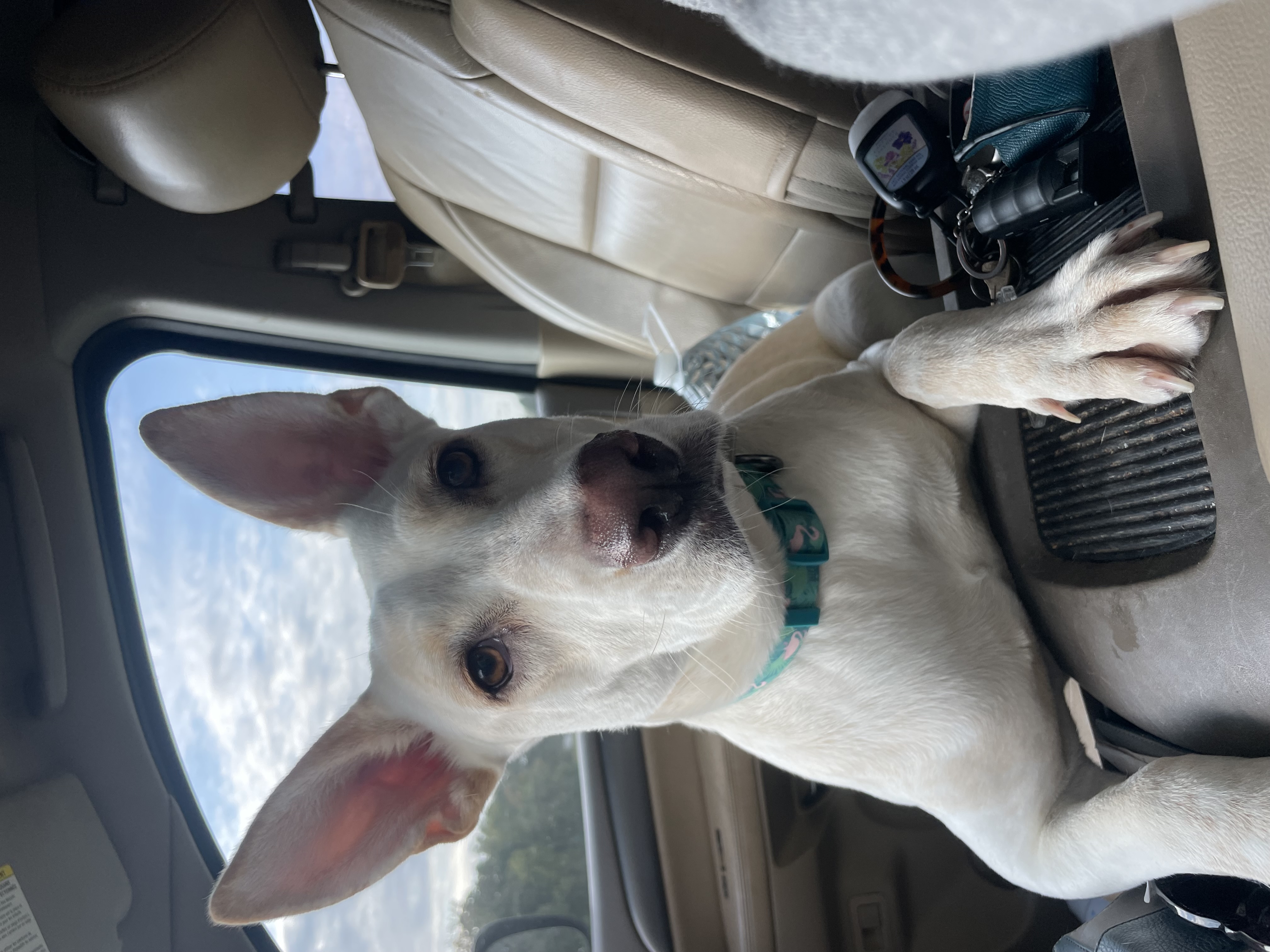 Alina, a Adoptable Shepherd in Hartselle, AL image 1/4