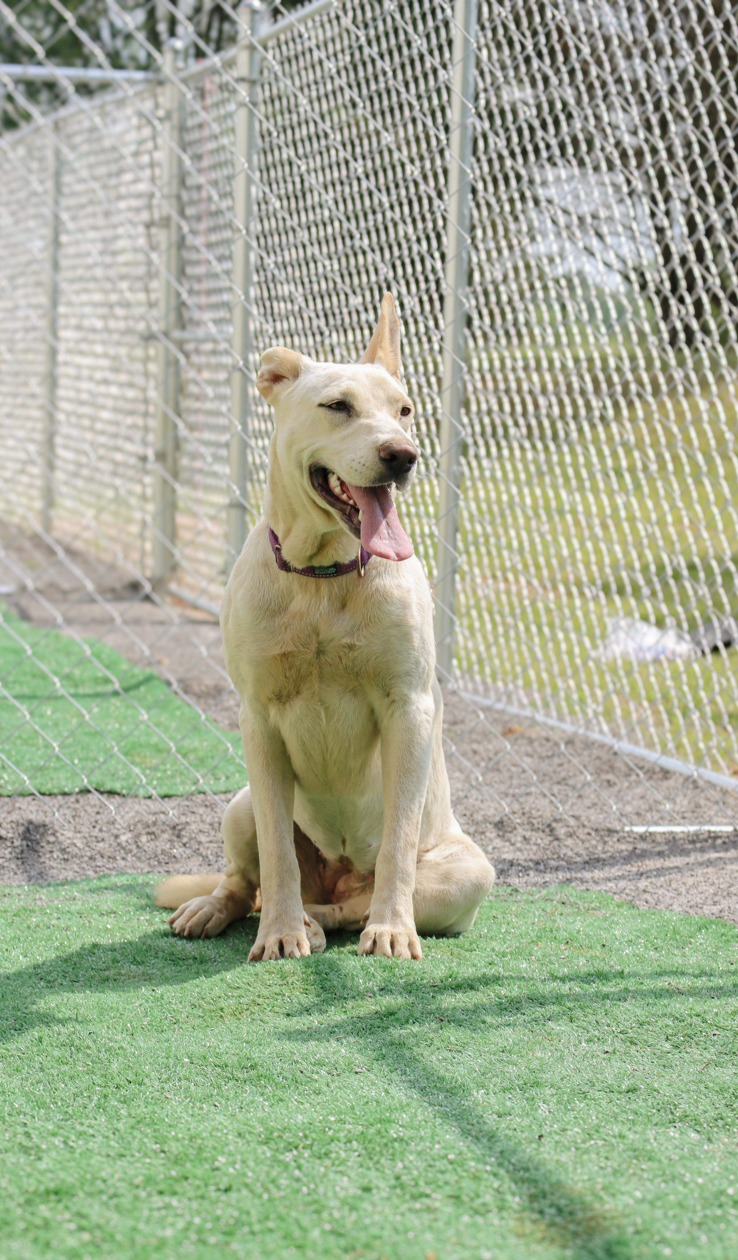 Alina, an adoptable Shepherd in Hartselle, AL, 35640 | Photo Image 2