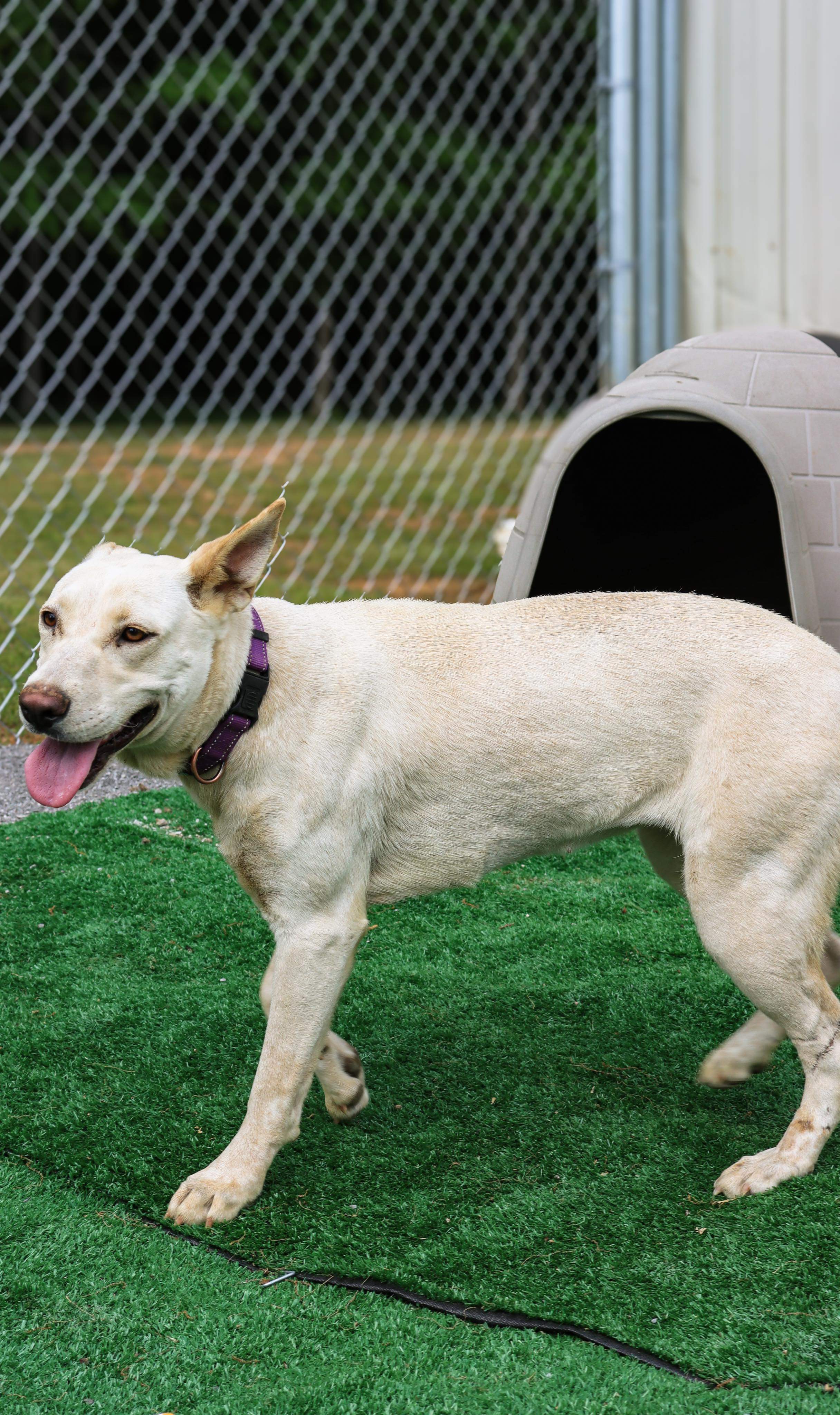 Alina, an adoptable Shepherd in Hartselle, AL, 35640 | Photo Image 3