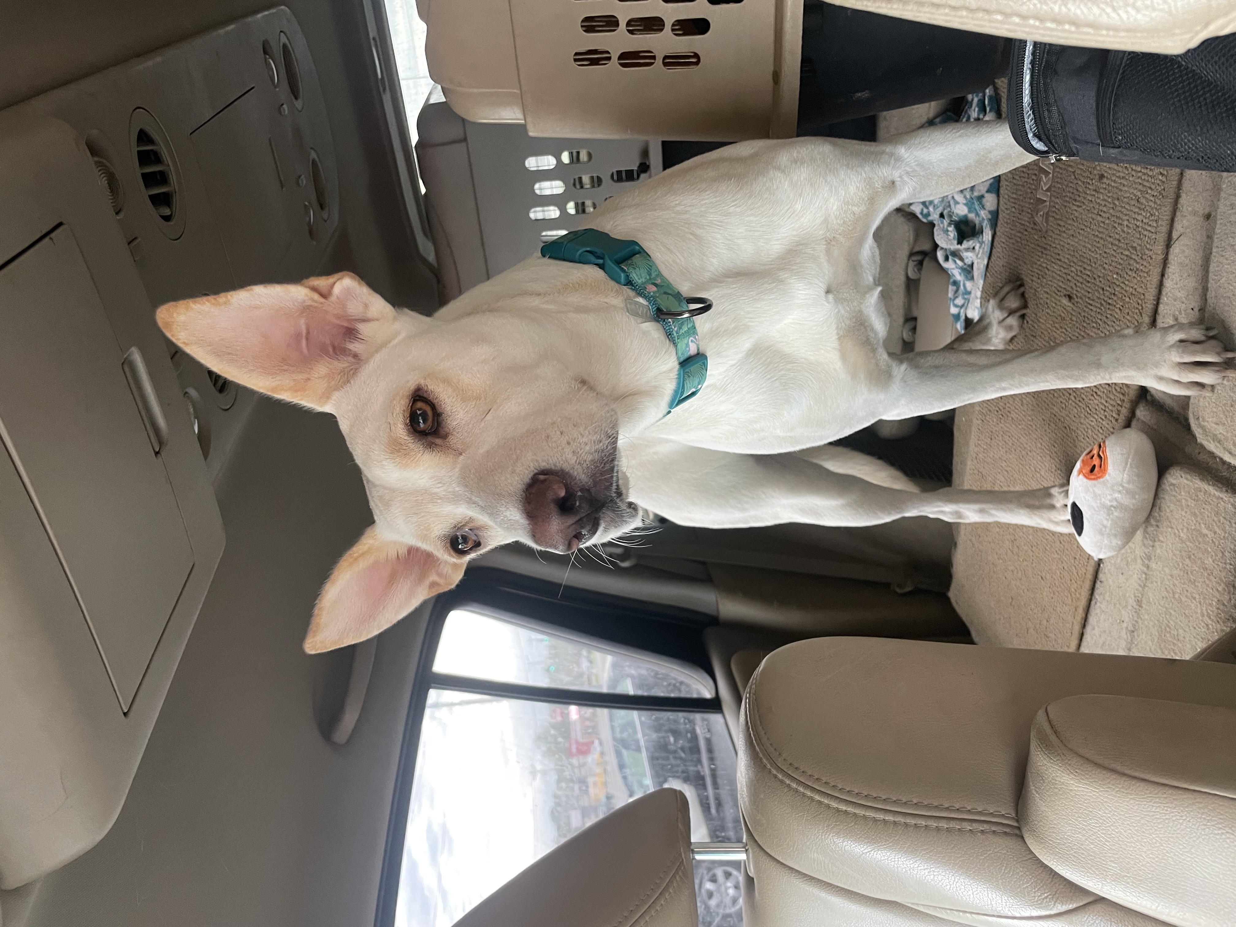 Alina, a Adoptable Shepherd in Hartselle, AL image 4/4