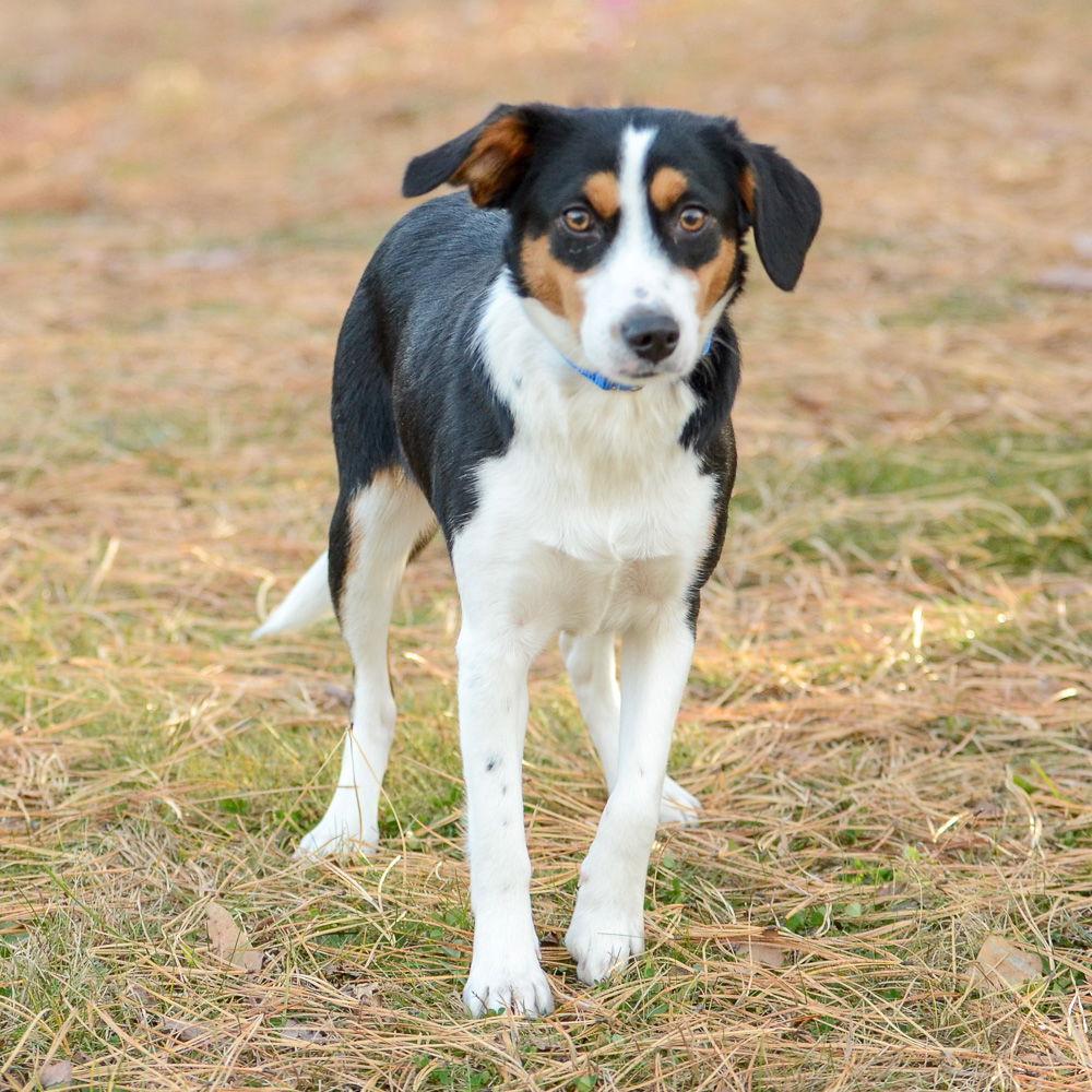 Tots, Adoptable, Young Female Hound.