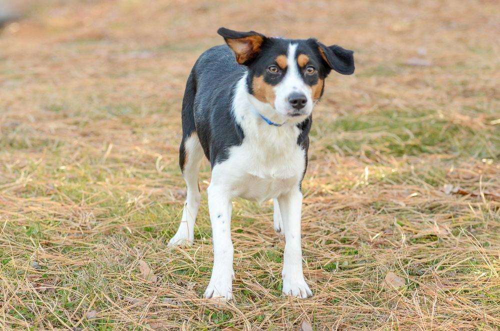 Enlarge Tots, a Adoptable Hound in Brick, NJ image 2/3