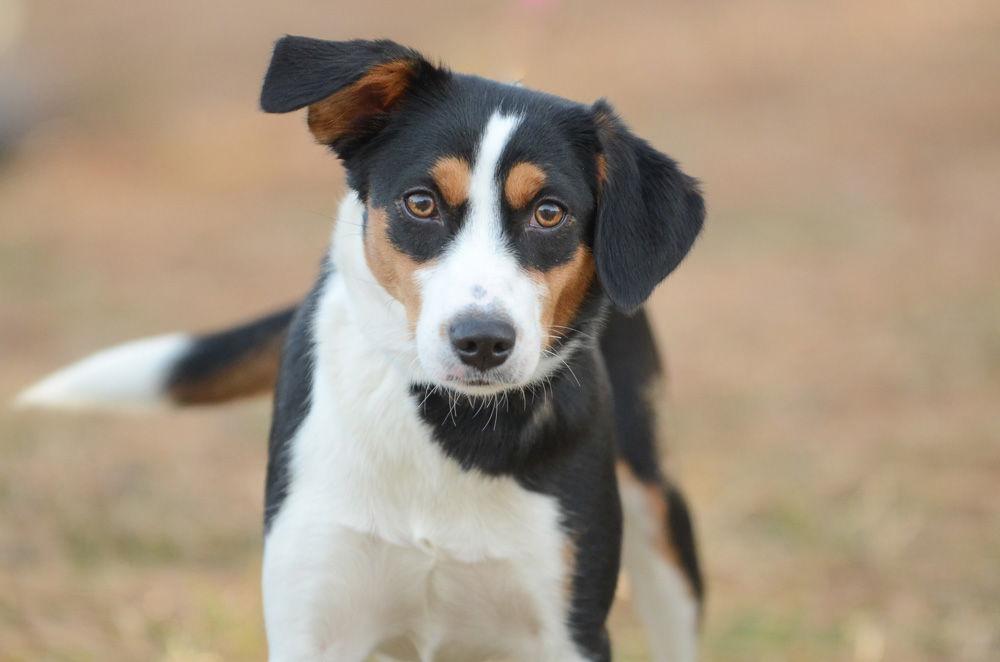 Enlarge Tots, a Adoptable Hound in Brick, NJ image 3/3