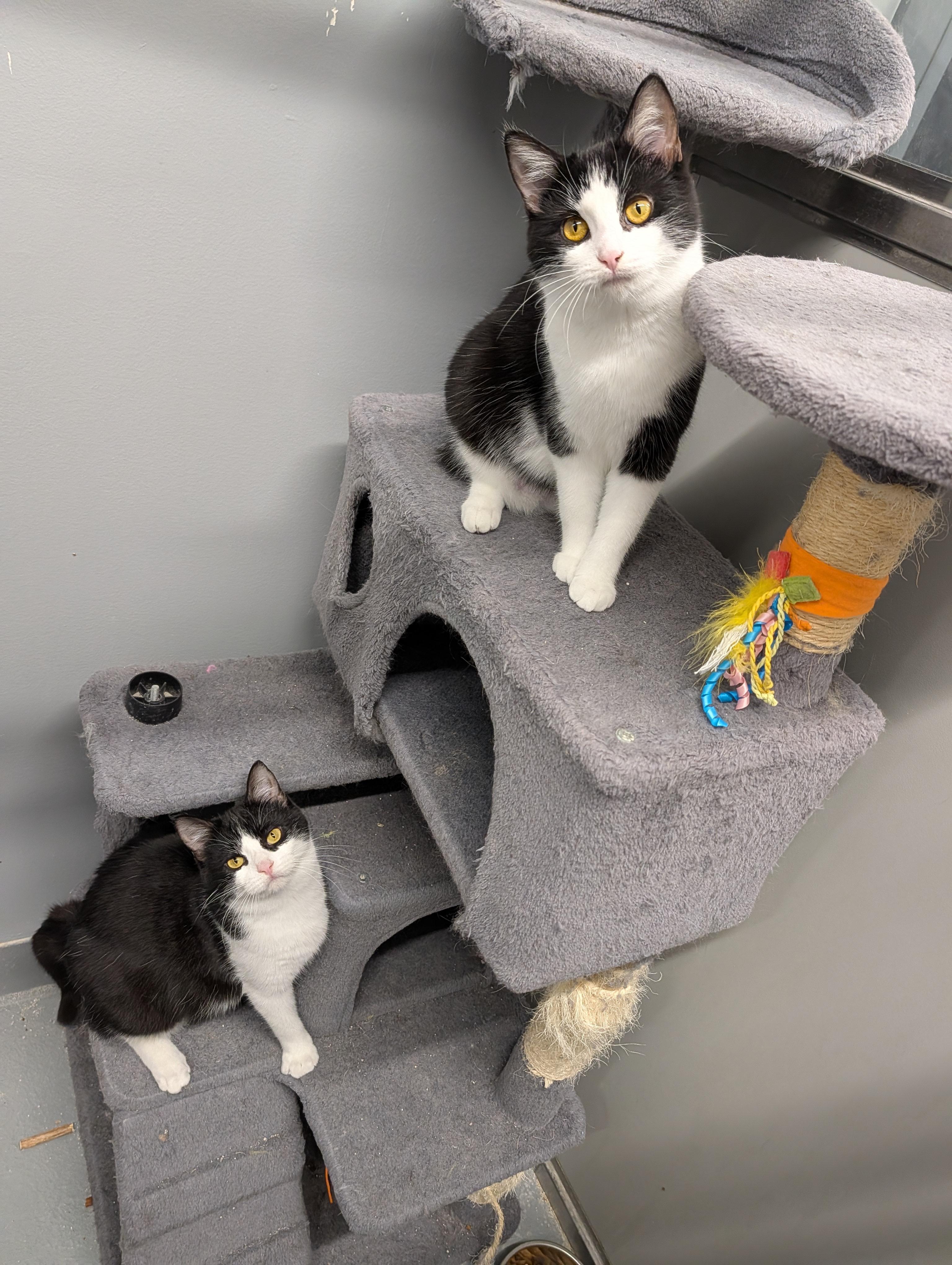 Enlarge Mollie, a ADOPTABLE Domestic Short Hair in Cape Girardeau, MO image 4/4