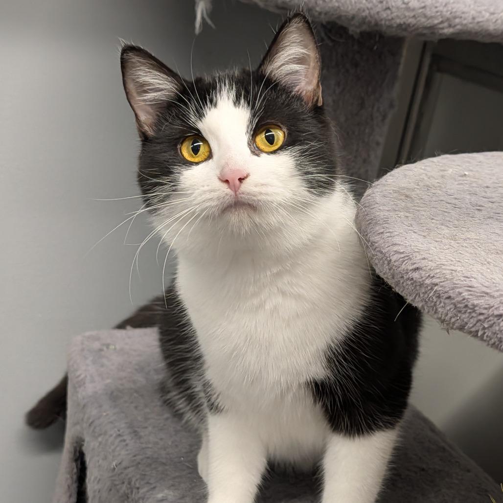 Enlarge Mollie, a ADOPTABLE Domestic Short Hair in Cape Girardeau, MO image 2/4