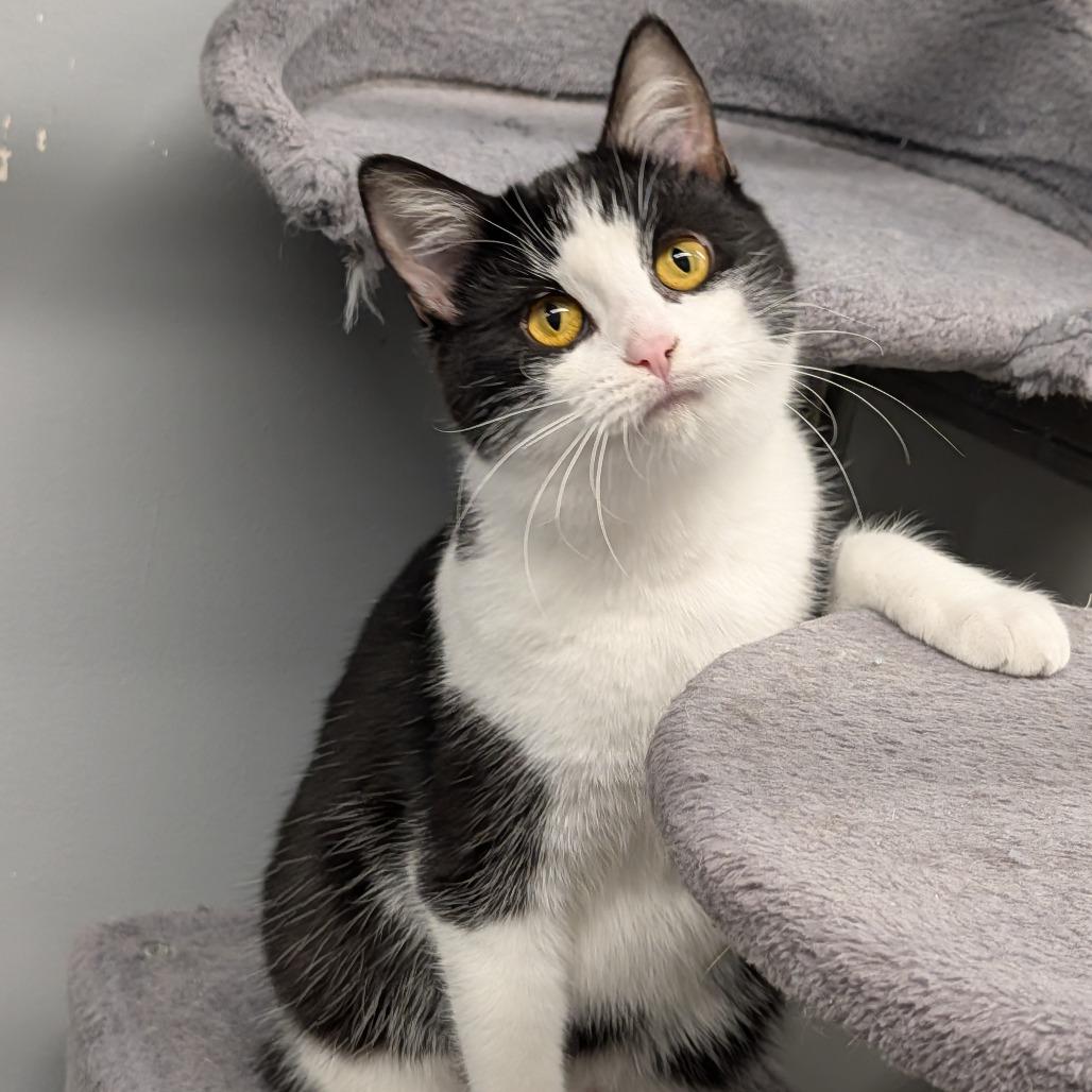 Mollie, ADOPTABLE, Young Female Domestic Short Hair.