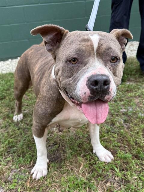 Enlarge QUEENIE, a Adoptable Pit Bull Terrier in Naples, FL image 1/2