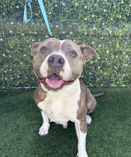 QUEENIE, Adoptable, Adult Female Pit Bull Terrier.