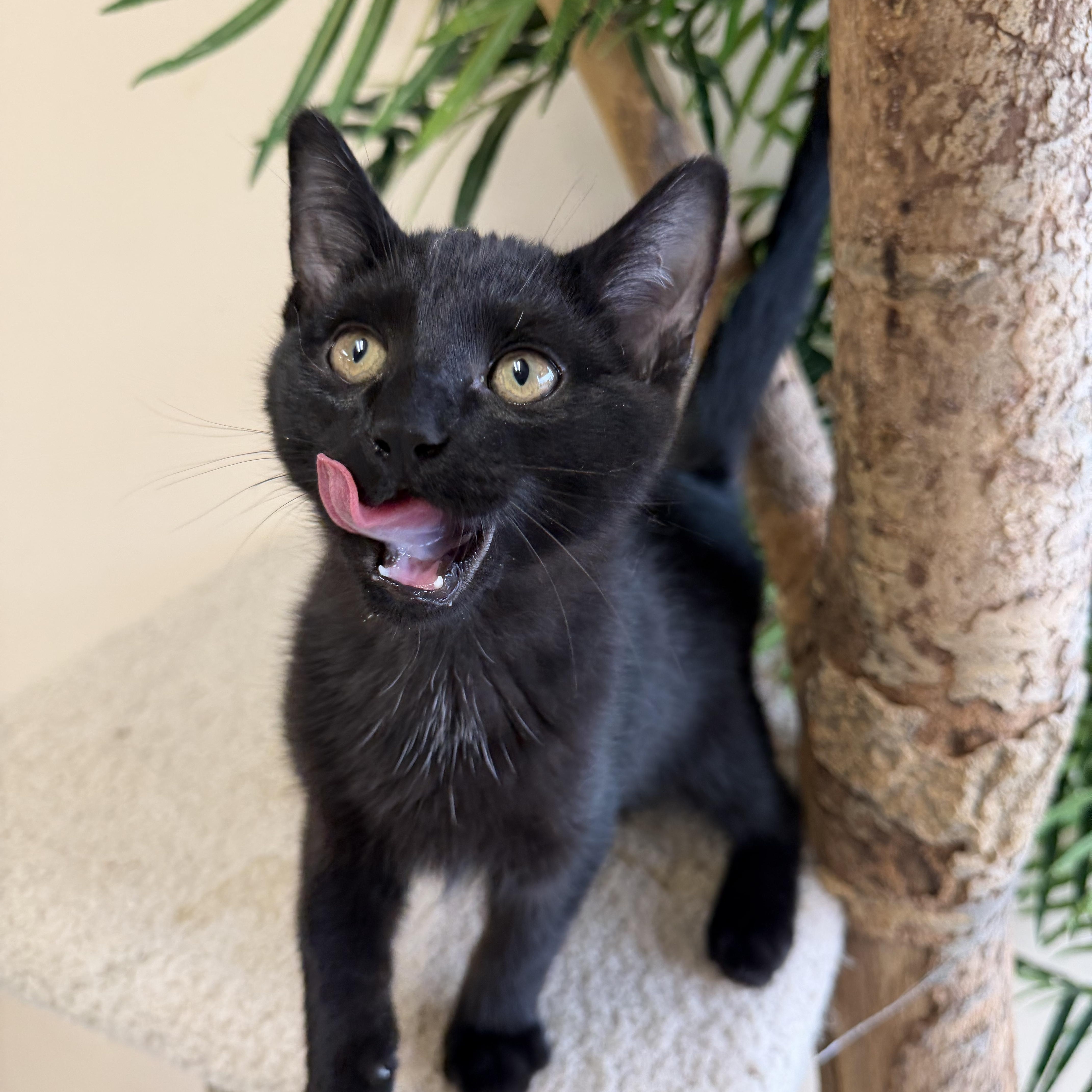 Enlarge Vector, a Adoptable Domestic Short Hair in Madison, WI image 3/3