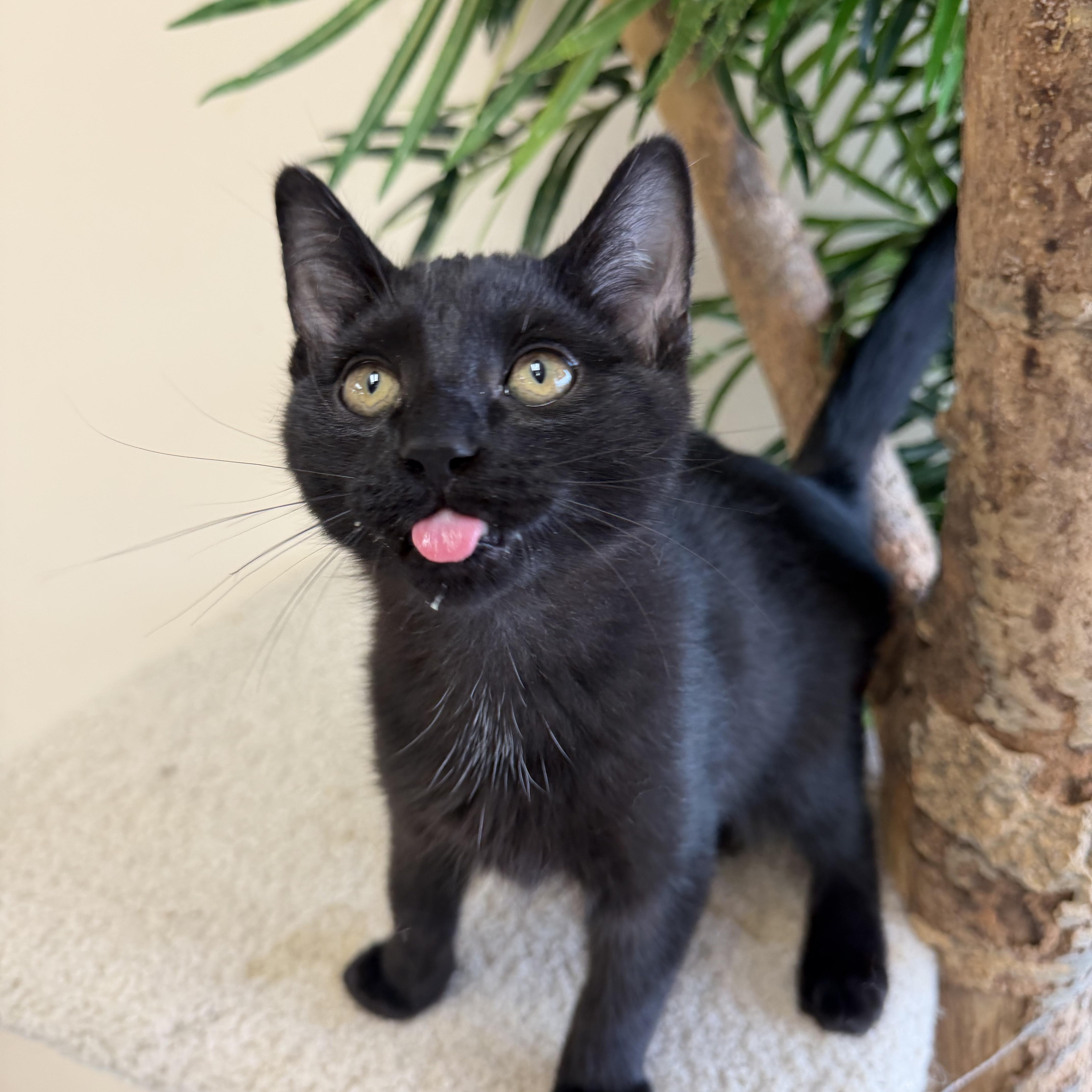 Enlarge Vector, a Adoptable Domestic Short Hair in Madison, WI image 1/3