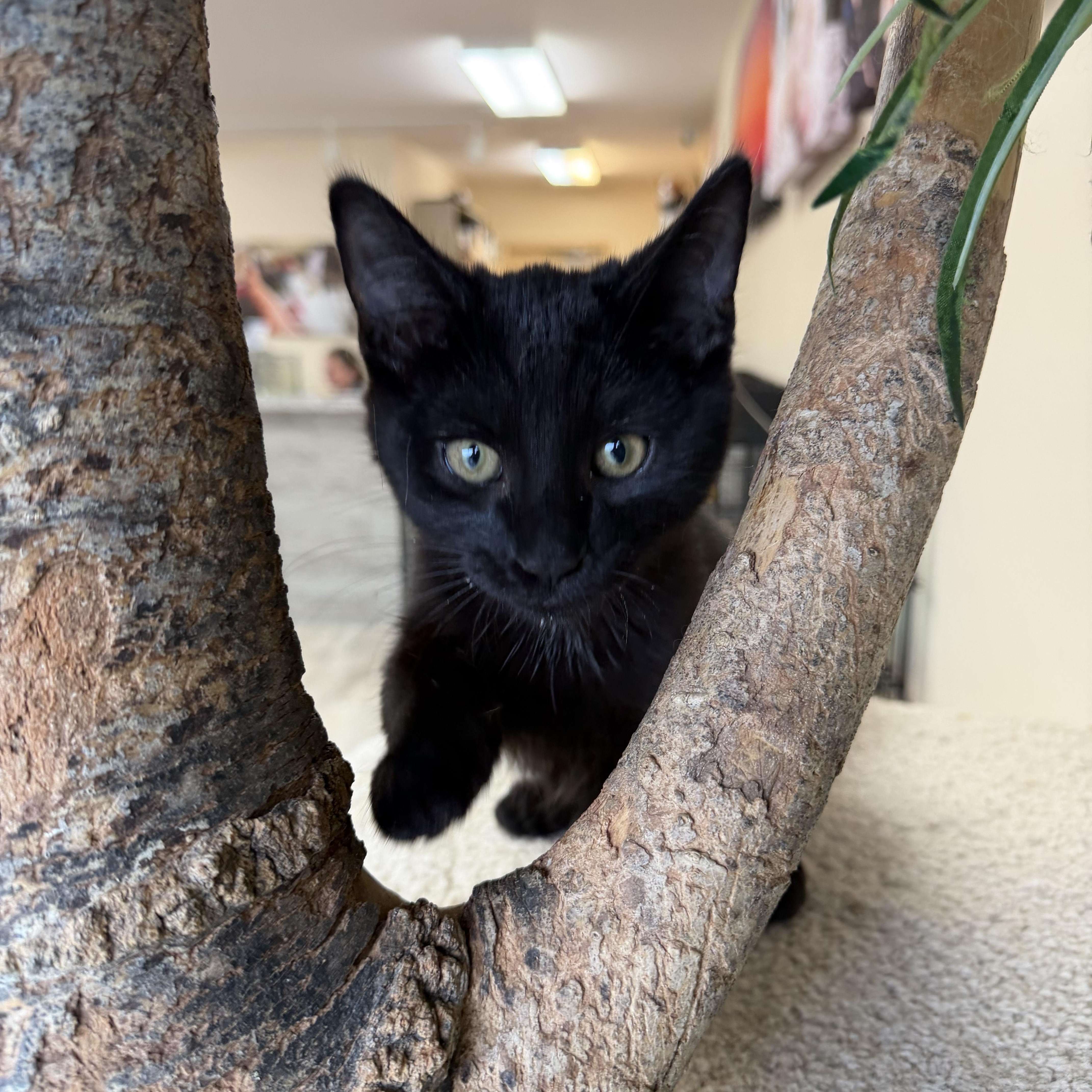 Enlarge Vector, a Adoptable Domestic Short Hair in Madison, WI image 2/3