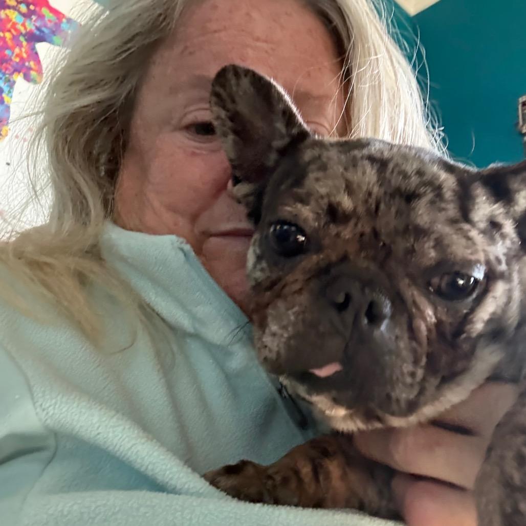 Brigette, a Adoptable French Bulldog in Ennis, TX image 4/4