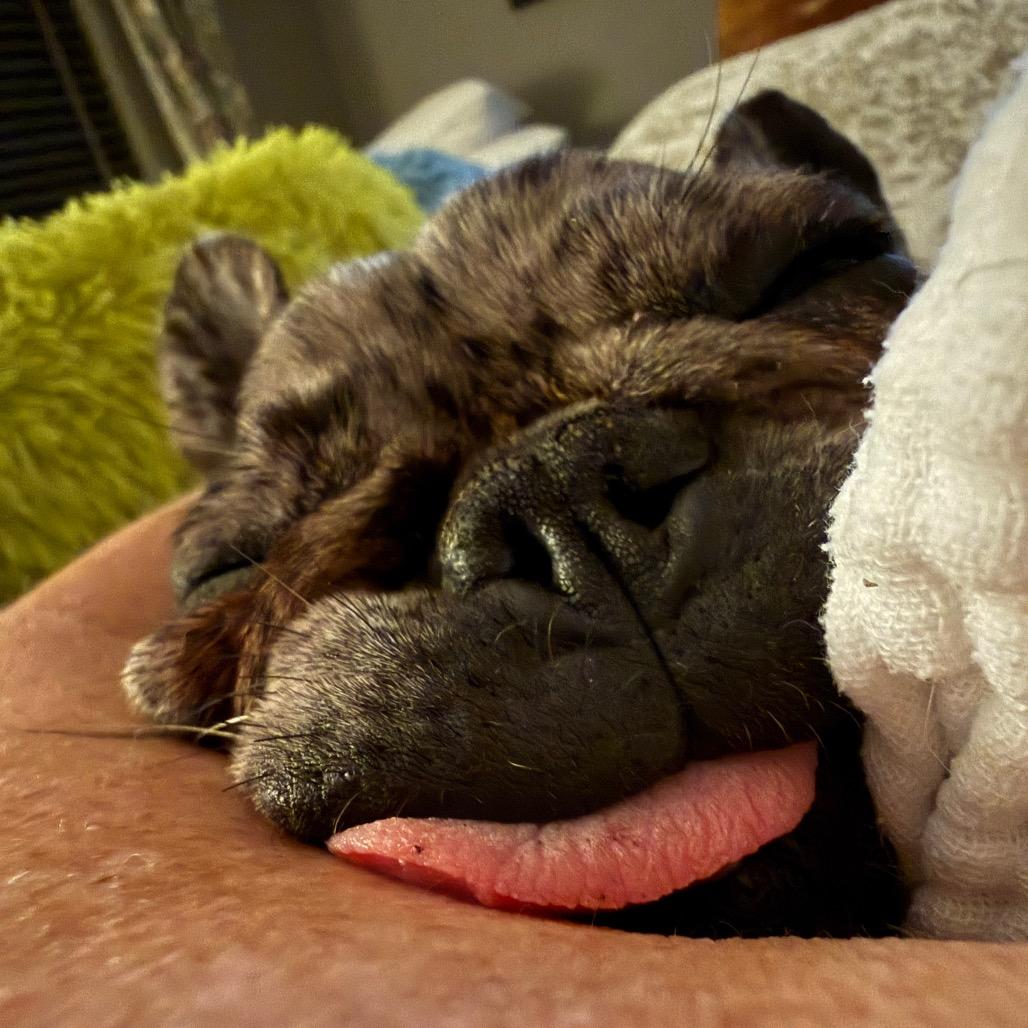 Brigette, a Adoptable French Bulldog in Ennis, TX image 2/4