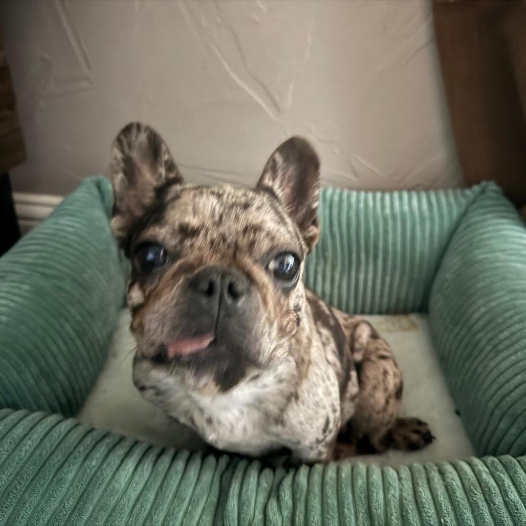 Brigette, a Adoptable French Bulldog in Ennis, TX image 1/4