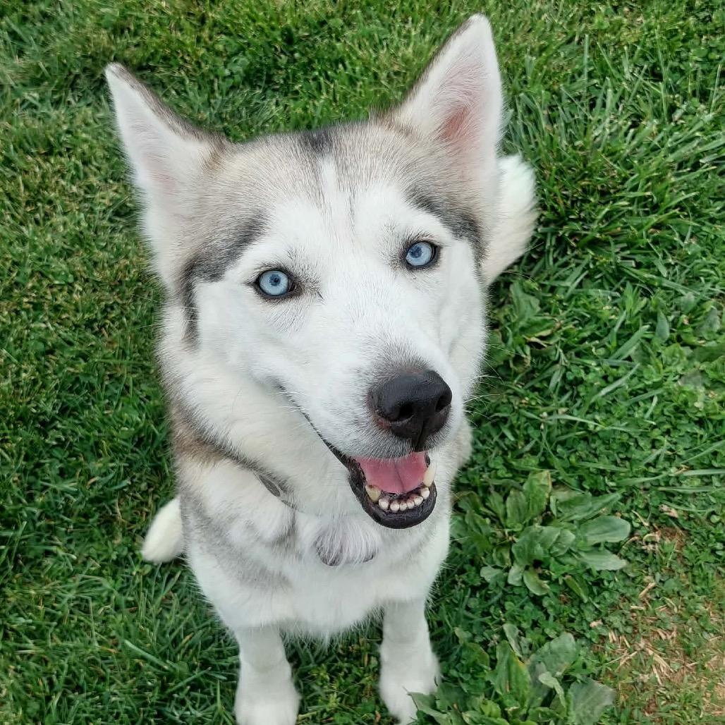Enlarge Mariah, a ADOPTABLE Husky in Corydon, IN image 1/1