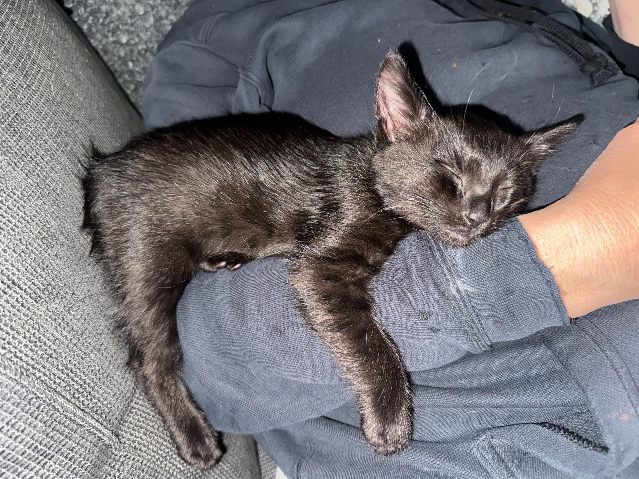 Enlarge Tegi - male kitten, a ADOPTABLE Domestic Medium Hair in San Francisco, CA image 5/6