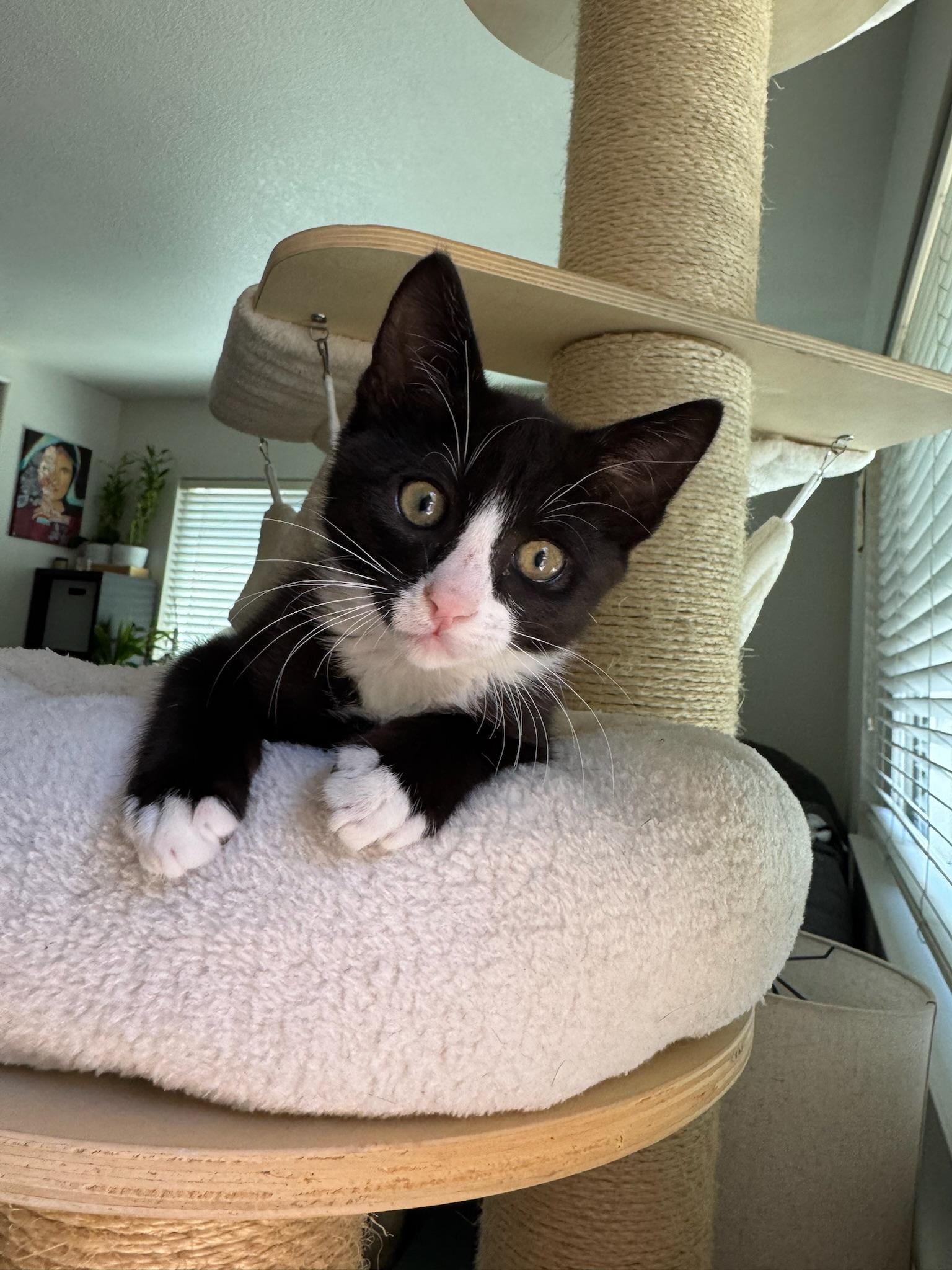 Enlarge Tegi & Felix - bonded male kittens, a ADOPTABLE Domestic Short Hair in San Francisco, CA image 4/6