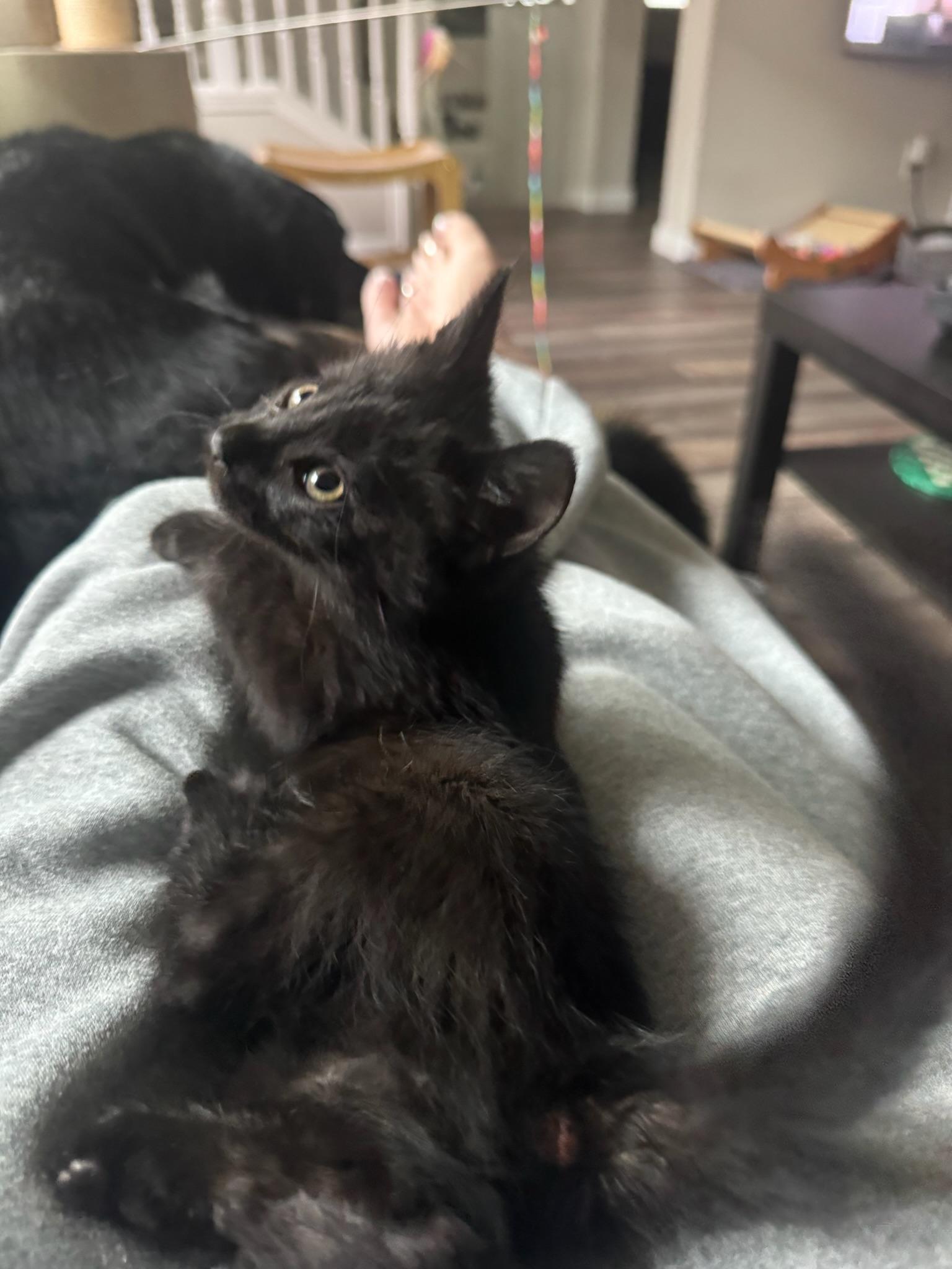 Enlarge Tegi - male kitten, a ADOPTABLE Domestic Medium Hair in San Francisco, CA image 4/6