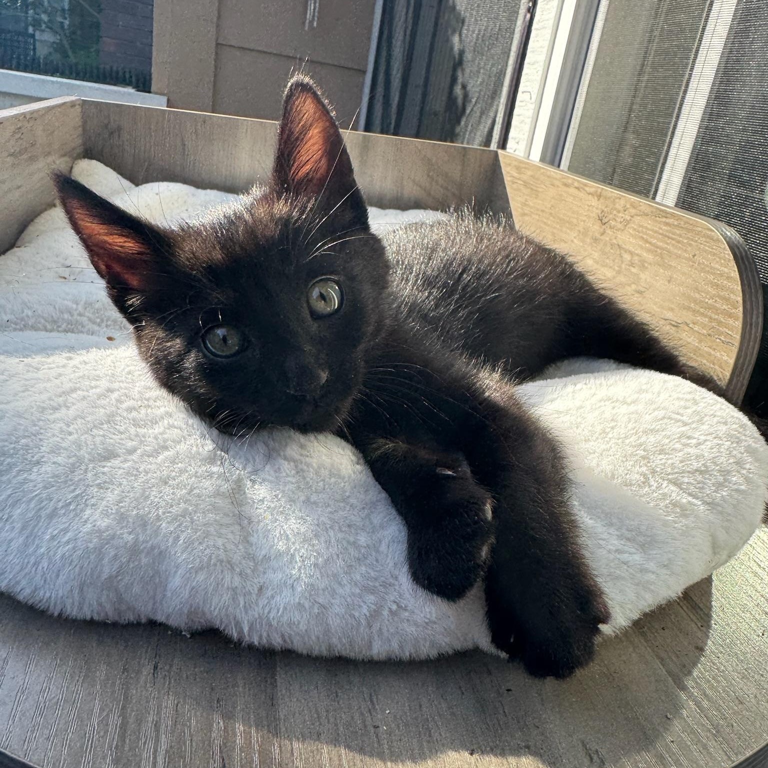 Enlarge Tegi - male kitten, a ADOPTABLE Domestic Medium Hair in San Francisco, CA image 2/6