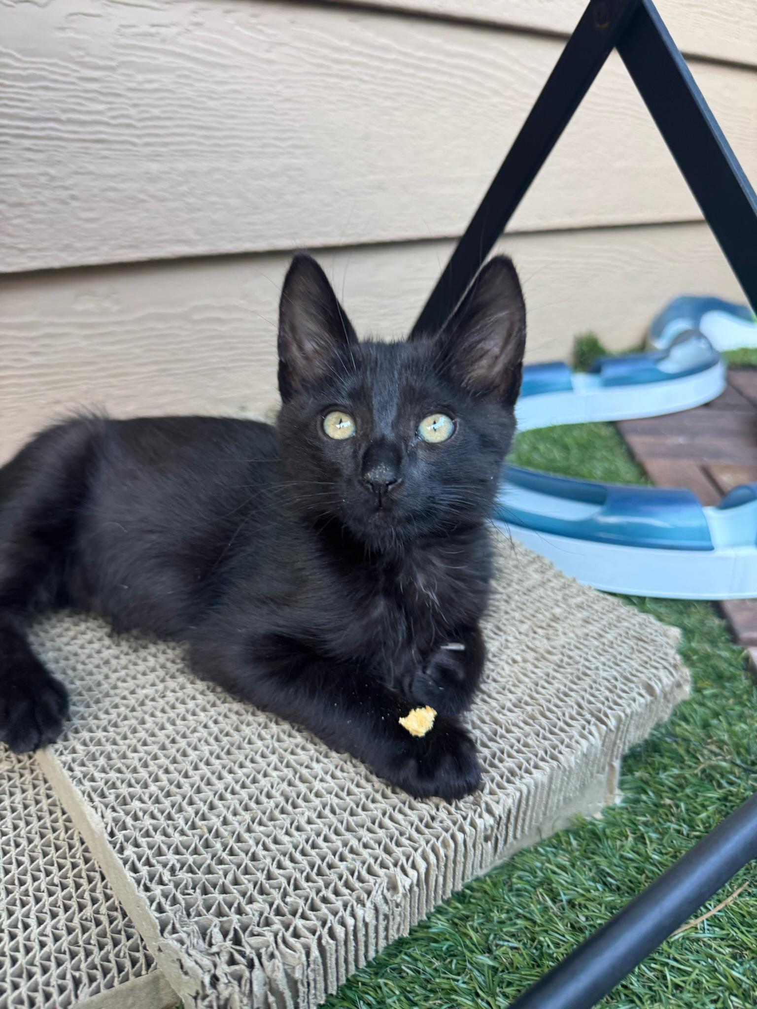 Enlarge Tegi & Felix - bonded male kittens, a ADOPTABLE Domestic Short Hair in San Francisco, CA image 6/6
