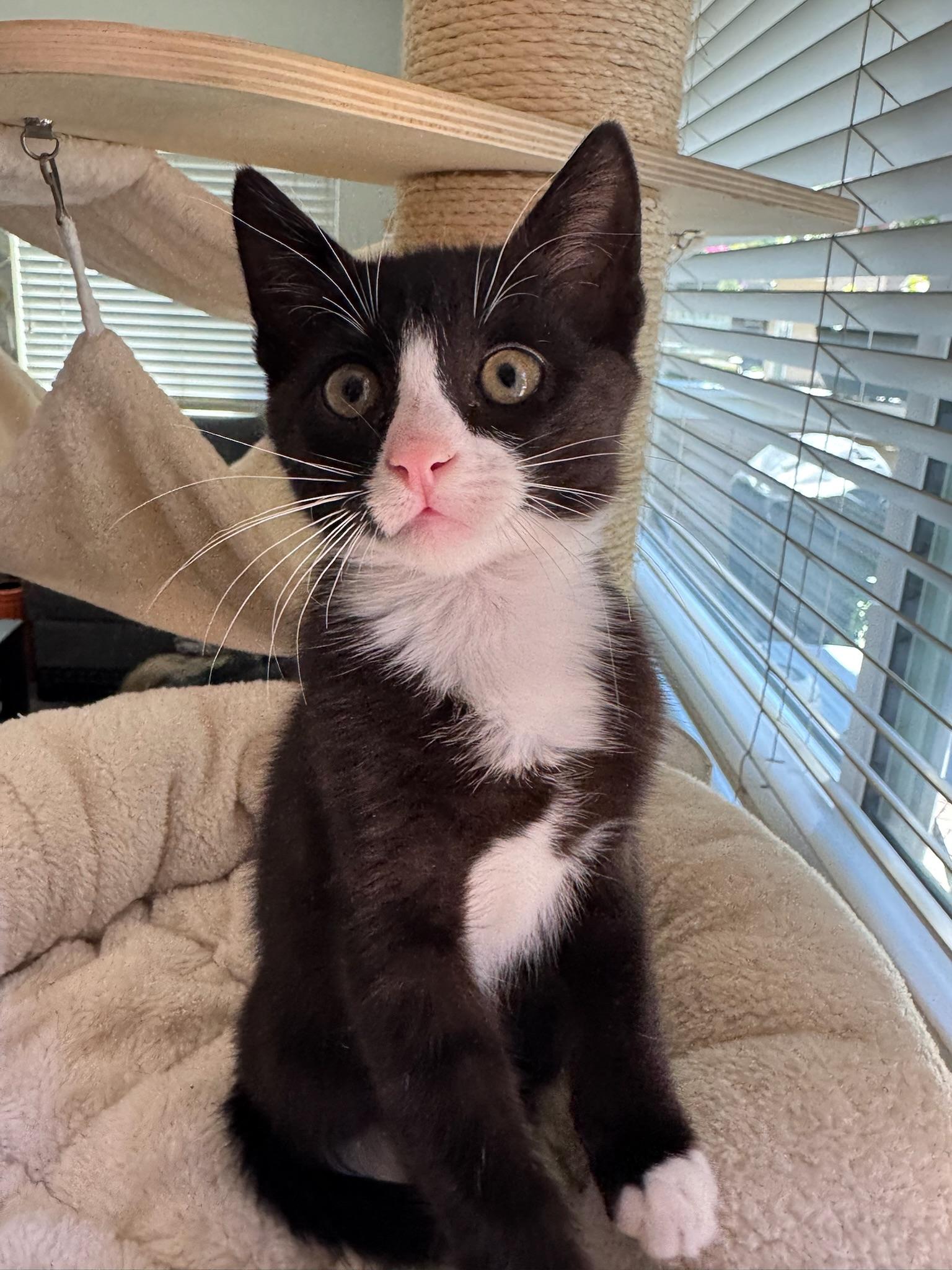 Enlarge Tegi & Felix - bonded male kittens, a ADOPTABLE Domestic Short Hair in San Francisco, CA image 5/6