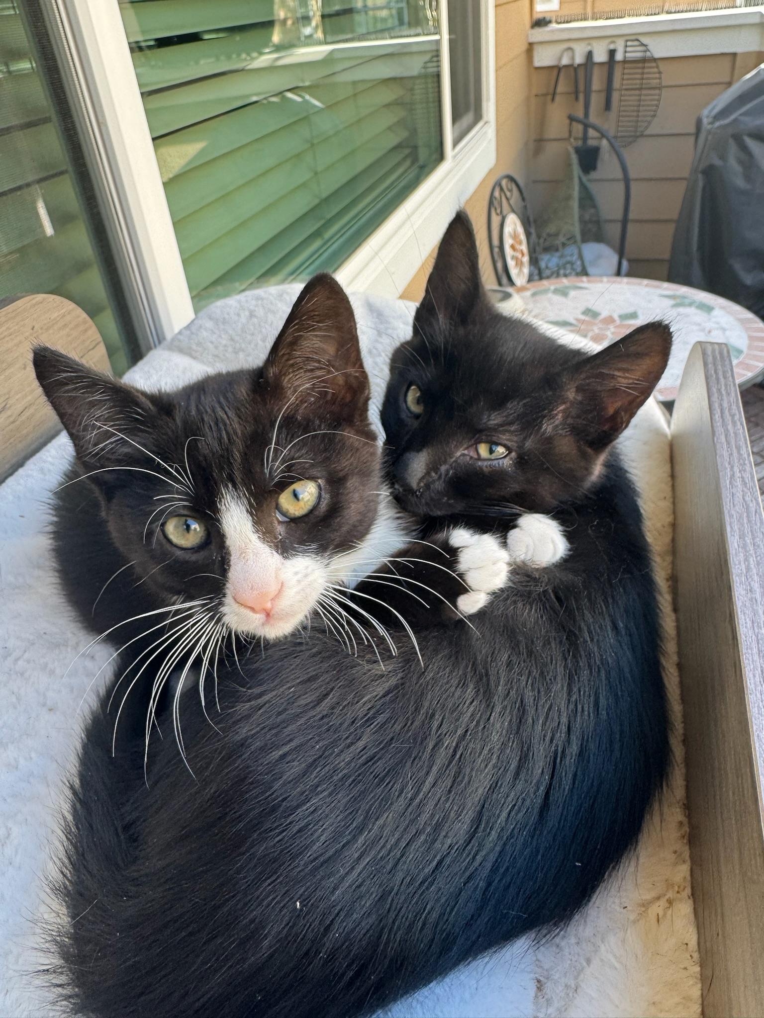 Enlarge Tegi & Felix - bonded male kittens, a ADOPTABLE Domestic Short Hair in San Francisco, CA image 1/6